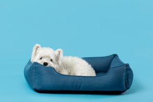Cozy Dog Bed