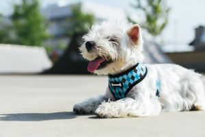 Stylish Dog Collar