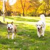 Wireless Electric Dog Fence Pet Shock Boundary Containment System Electric Training Collar For Small Medium Large Dogs